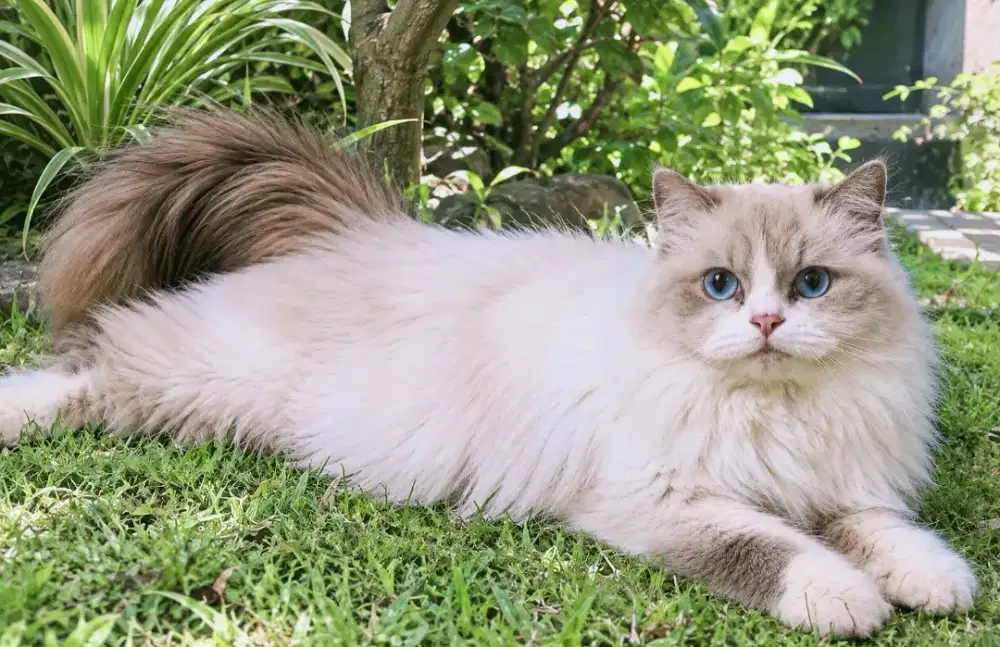 RAGDOLL FEMALE LINE IMPORT GOOD SHOW QUALITY