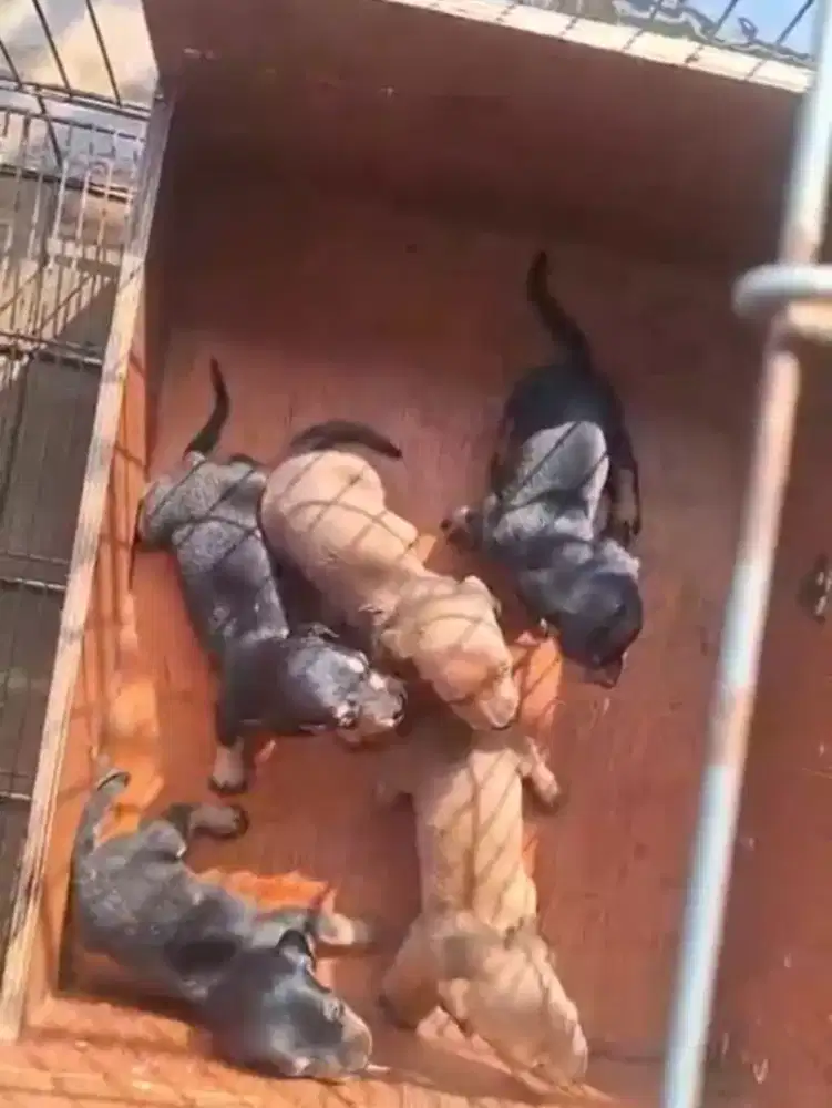 Puppy  ras tekel dasoush