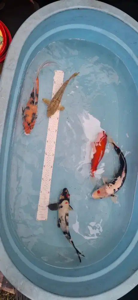 Ikan koi borongan dan perlengkapan