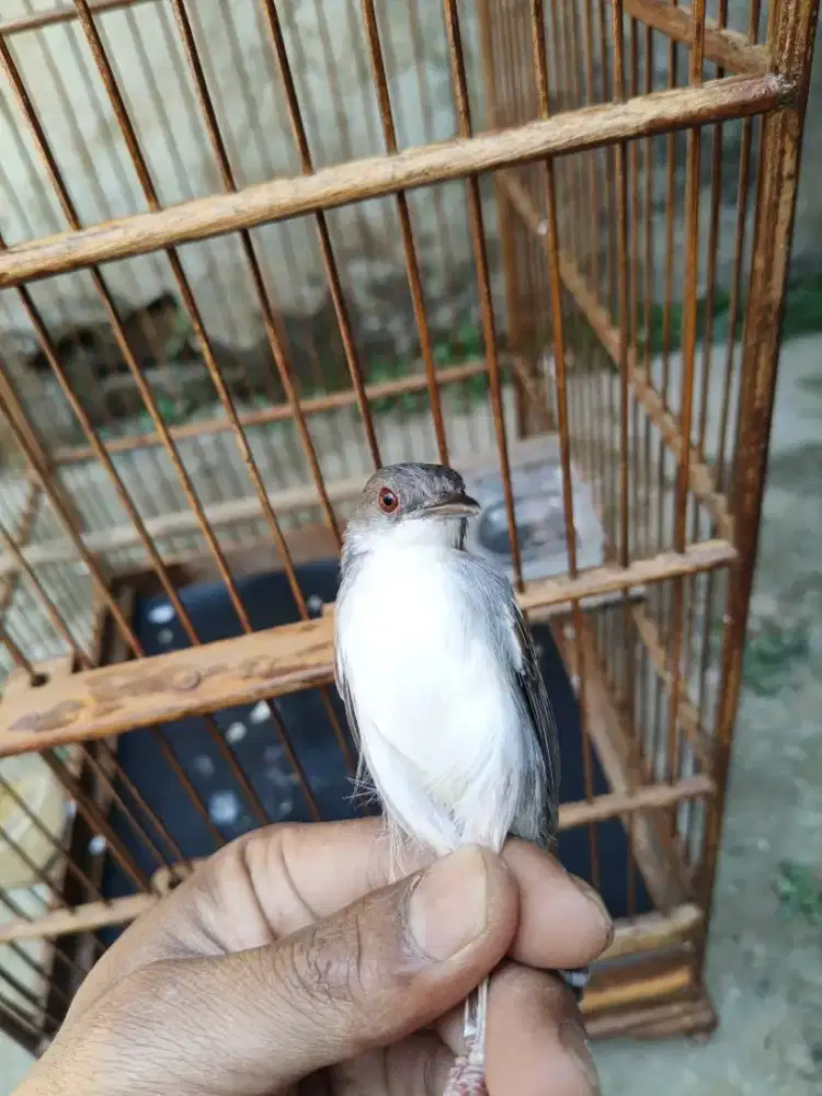 Ciblek kapas beresin bulu gacor ngadu
