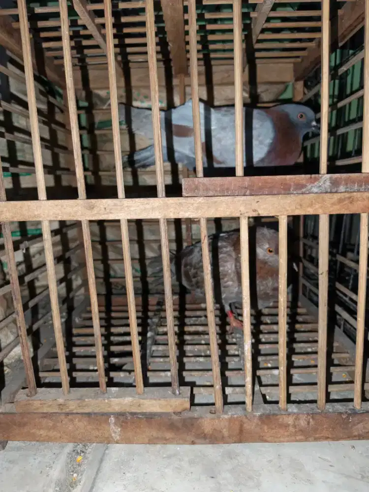 Burung merpati jual satuan