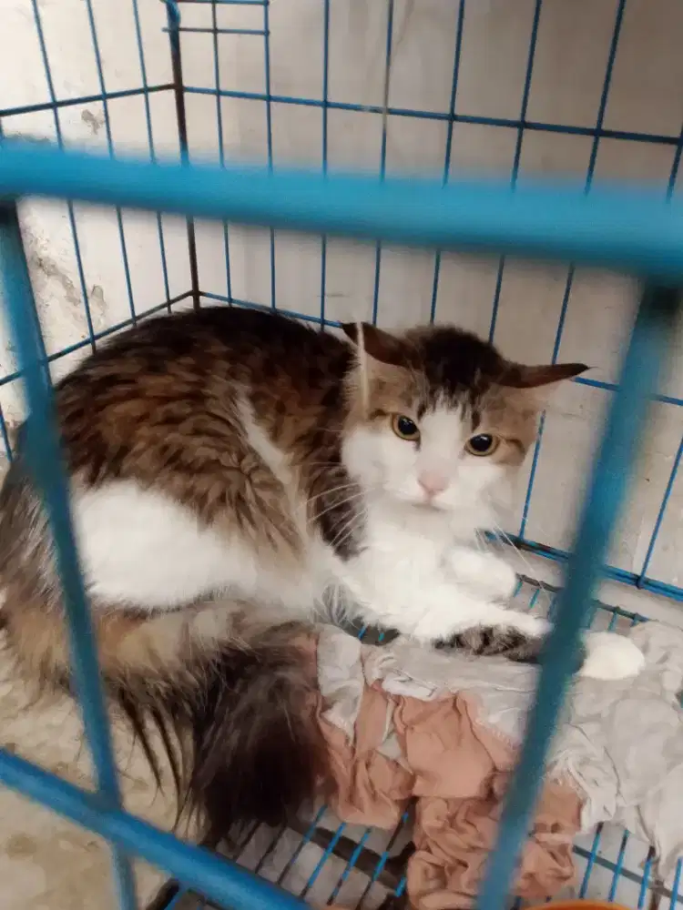 Di jual kucing Persia