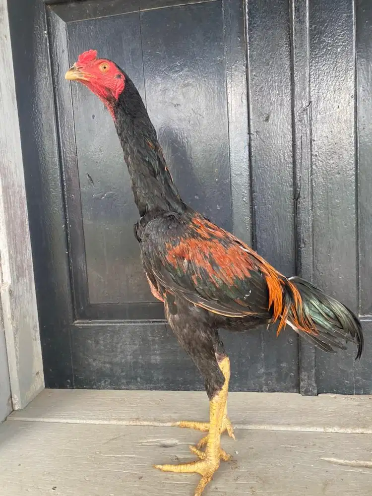 Ayam bangkok selatan X mangon
