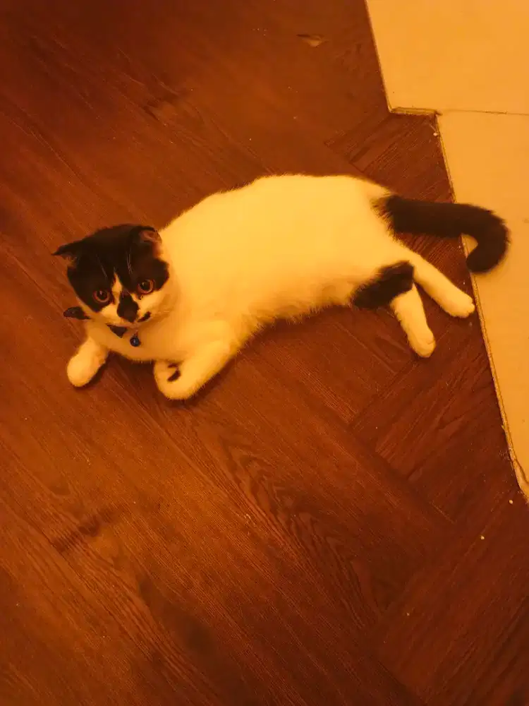 Scottish Fold Anggun