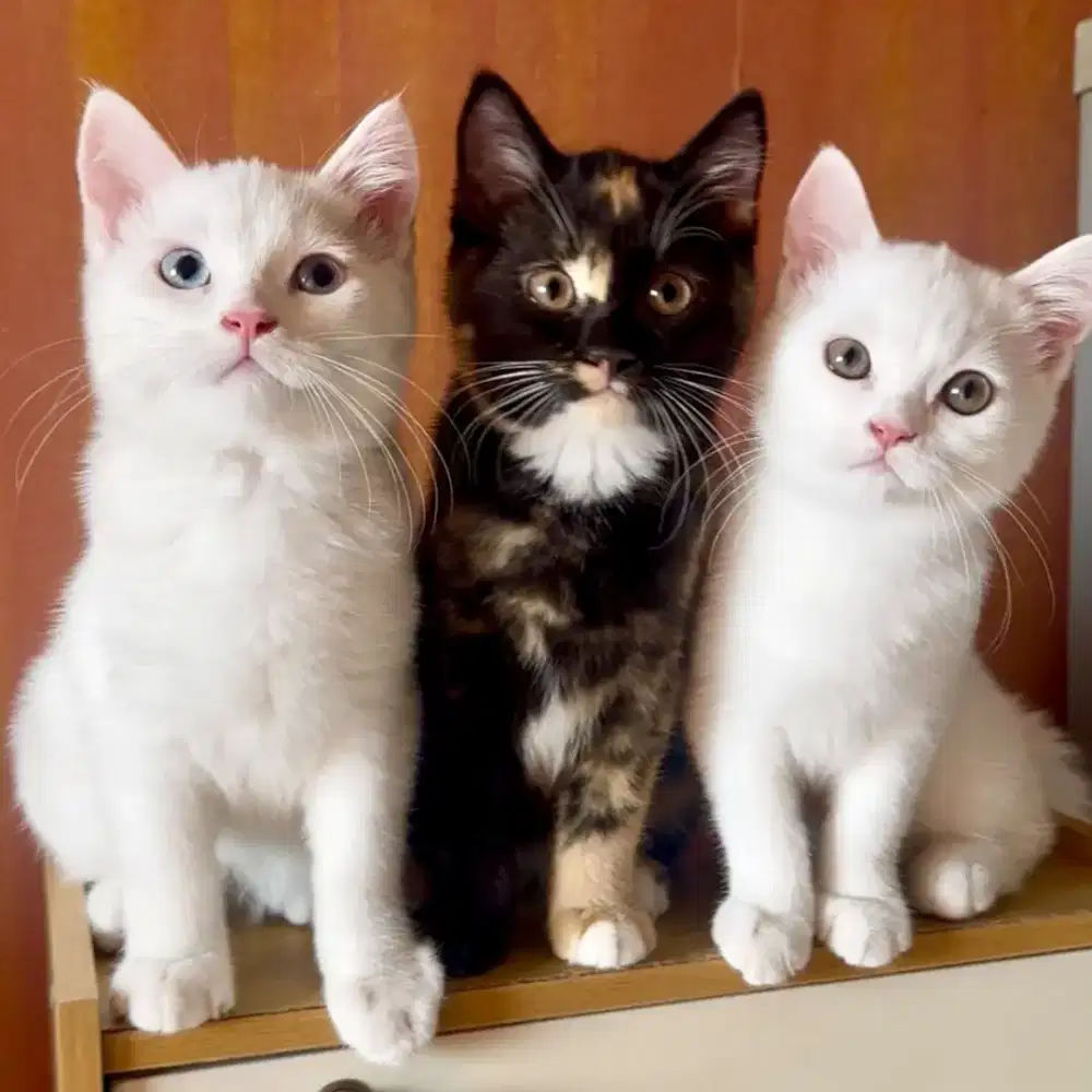 Open Adopt Kitten British Sorthair BSH