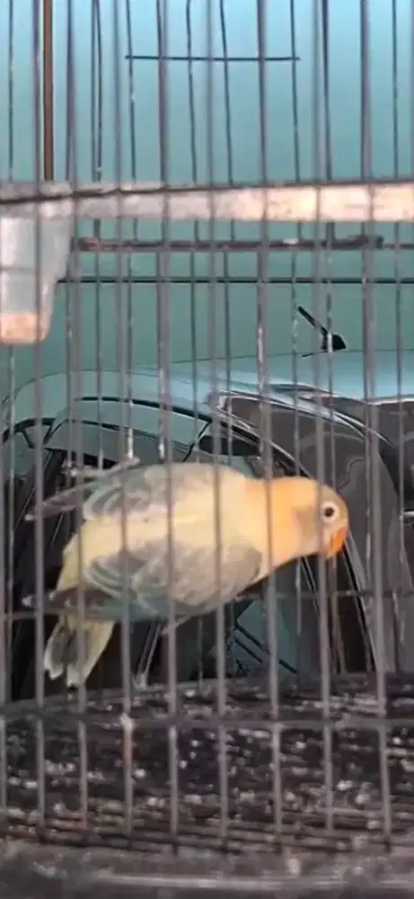 LOVEBIRD PB Ewuing Blue