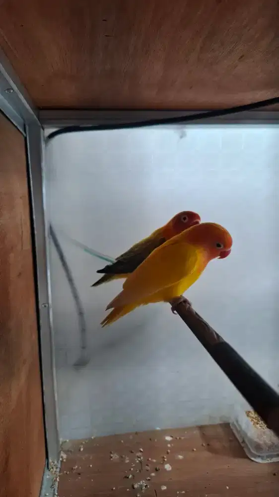 LOVEBIRD Lutino MH
