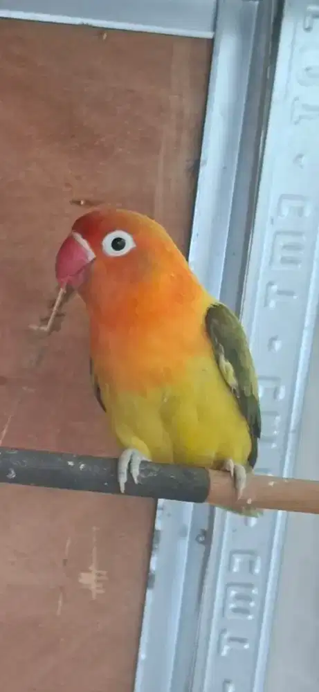 LOVEBIRD Biola PB Euwing Gold