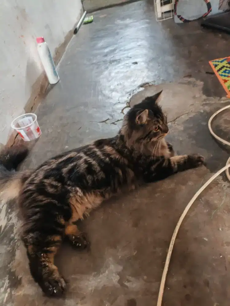 Kucing Maincoon