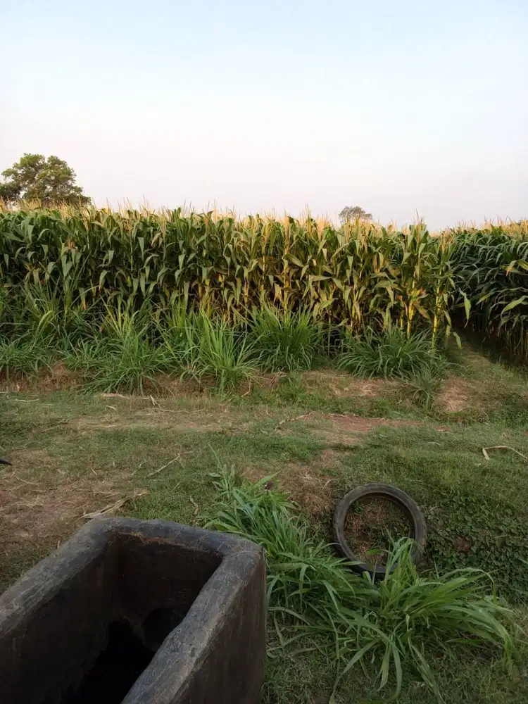 Dijual sawah TANPA PERANTARA SHM atas nama sendiri