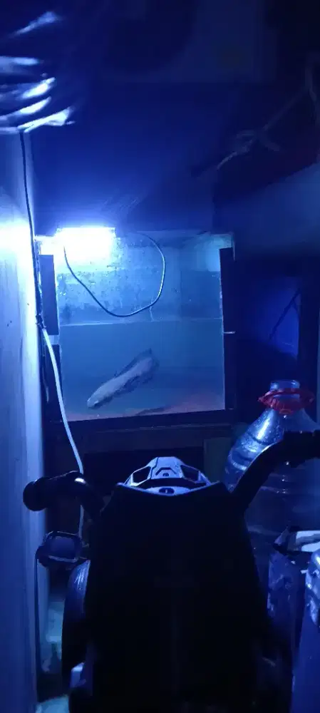 Jual akuarium+ ikan chana red barito