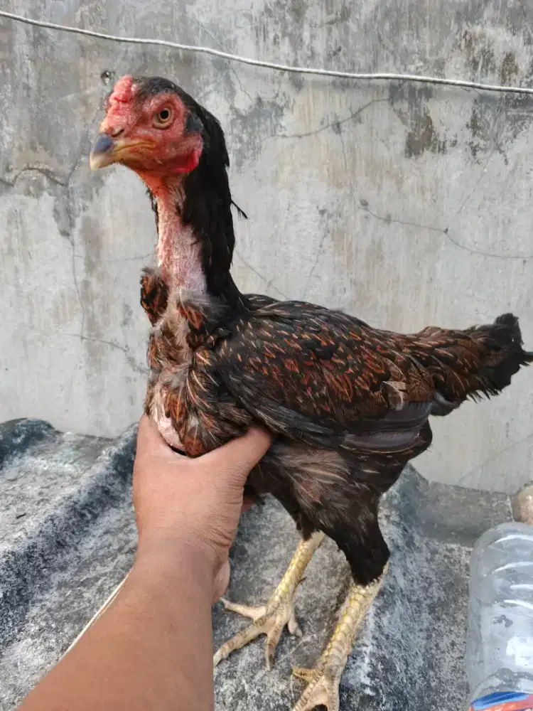 Ayam Betina Mangon