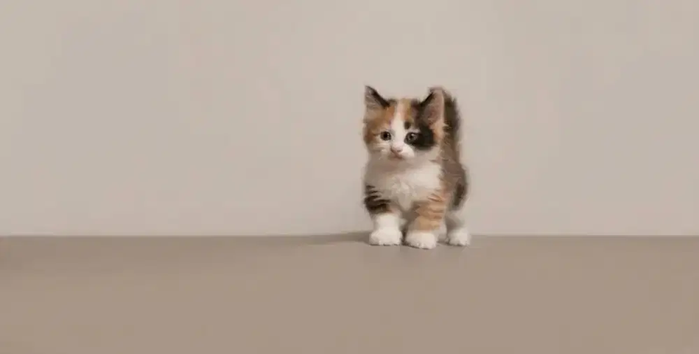 Munchkin Calico Betina