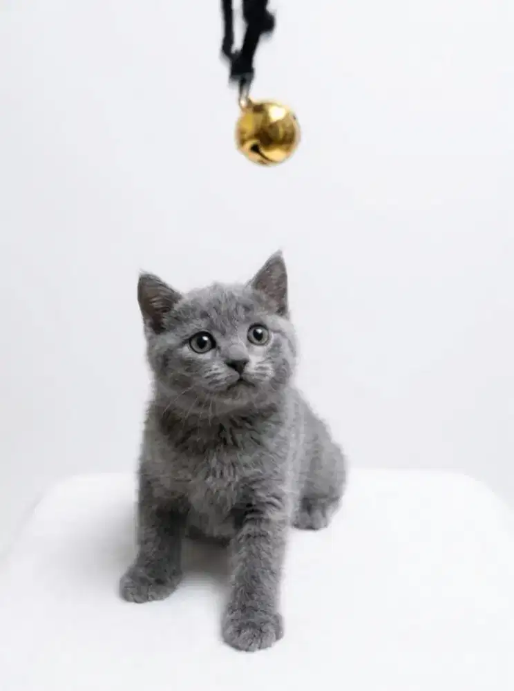 BSH Blue Male Carier Cinnamon
