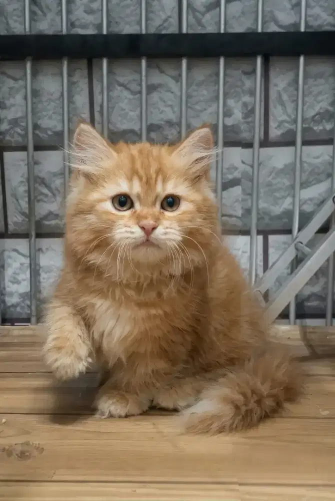 Munchkin Betina