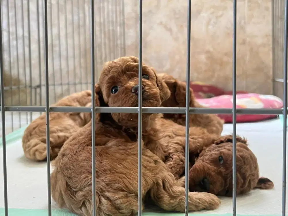 Puppies Toy Poodle