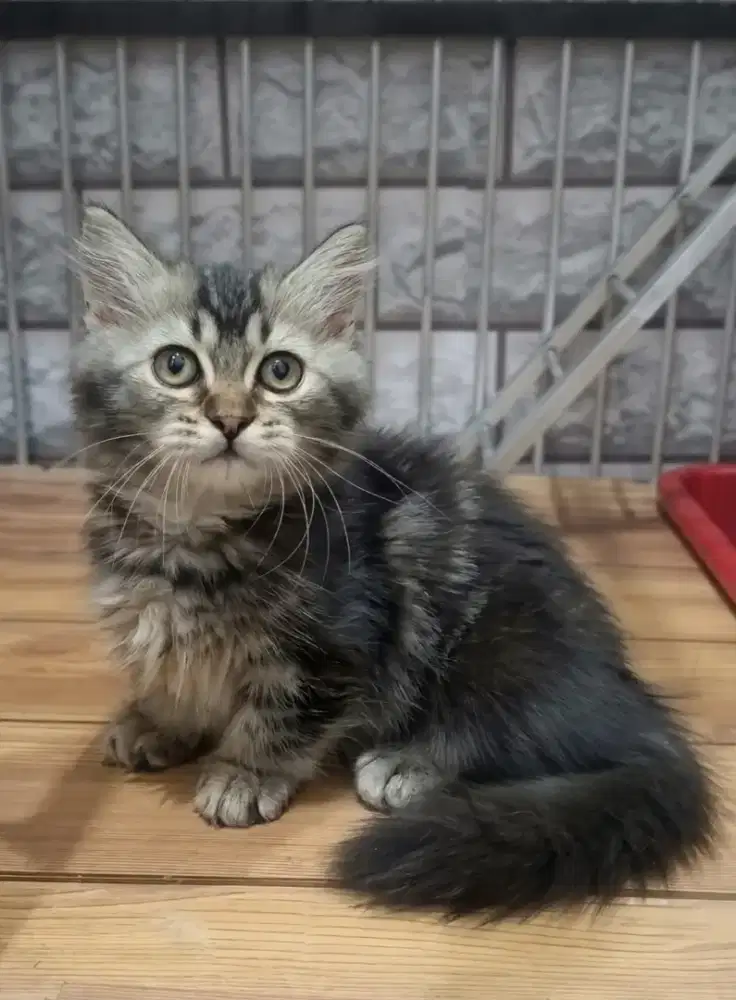 Munchkin Jantan