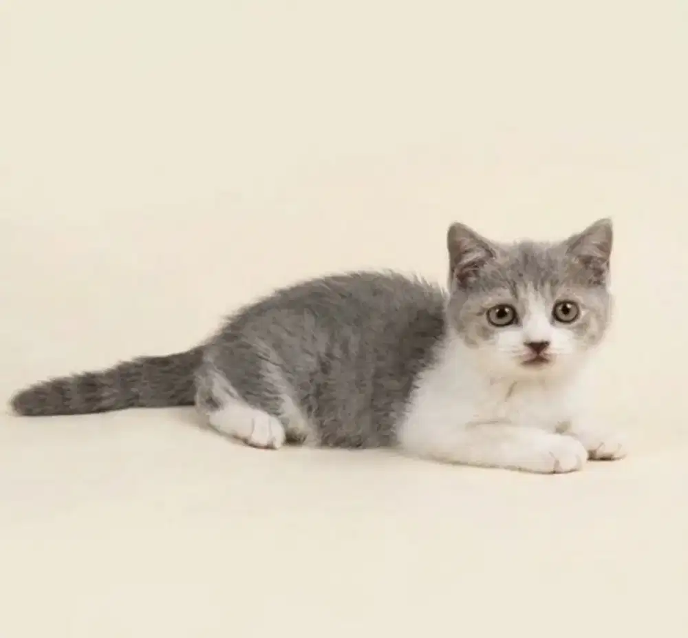 BSH Bicolor Blue Female Carier Cinnamon