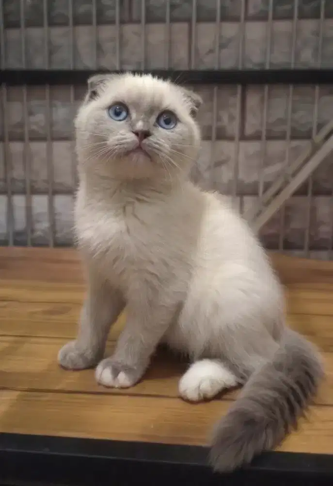 Kucing Scottish Fold Jantan