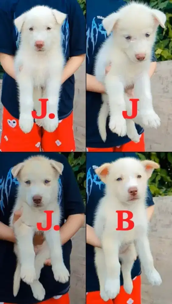 Husky all whait non stbm