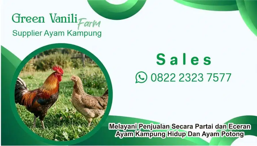 Ayam kampung asli dari peternakan sendiri