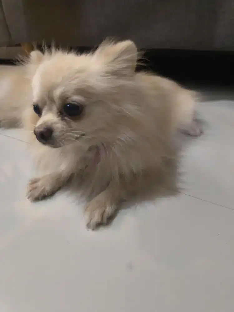 Anjing Pomeranian betina