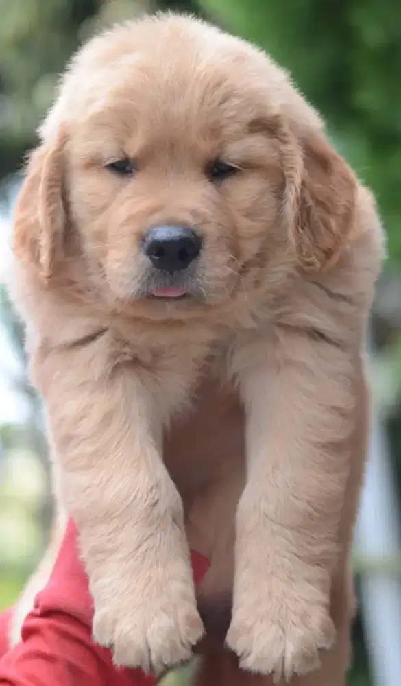 Golden retriever jantan •BARNIE•