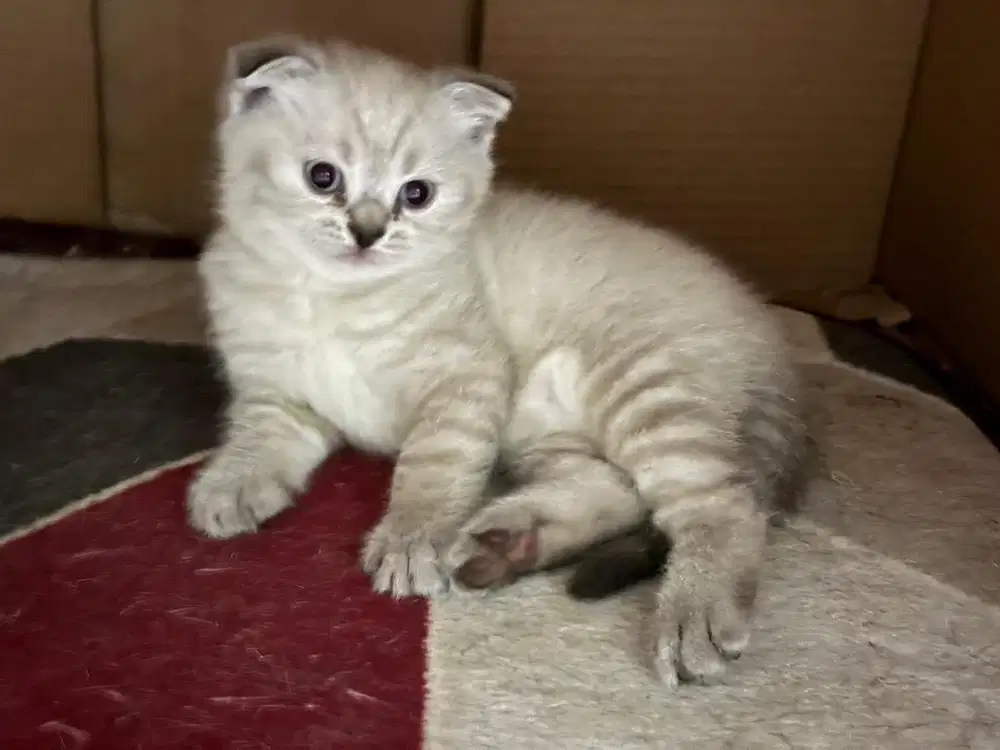 Kucing Scottish fold