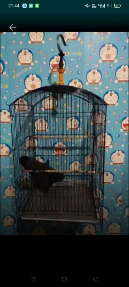 Kandang sangkar burung kicau lovebird dst