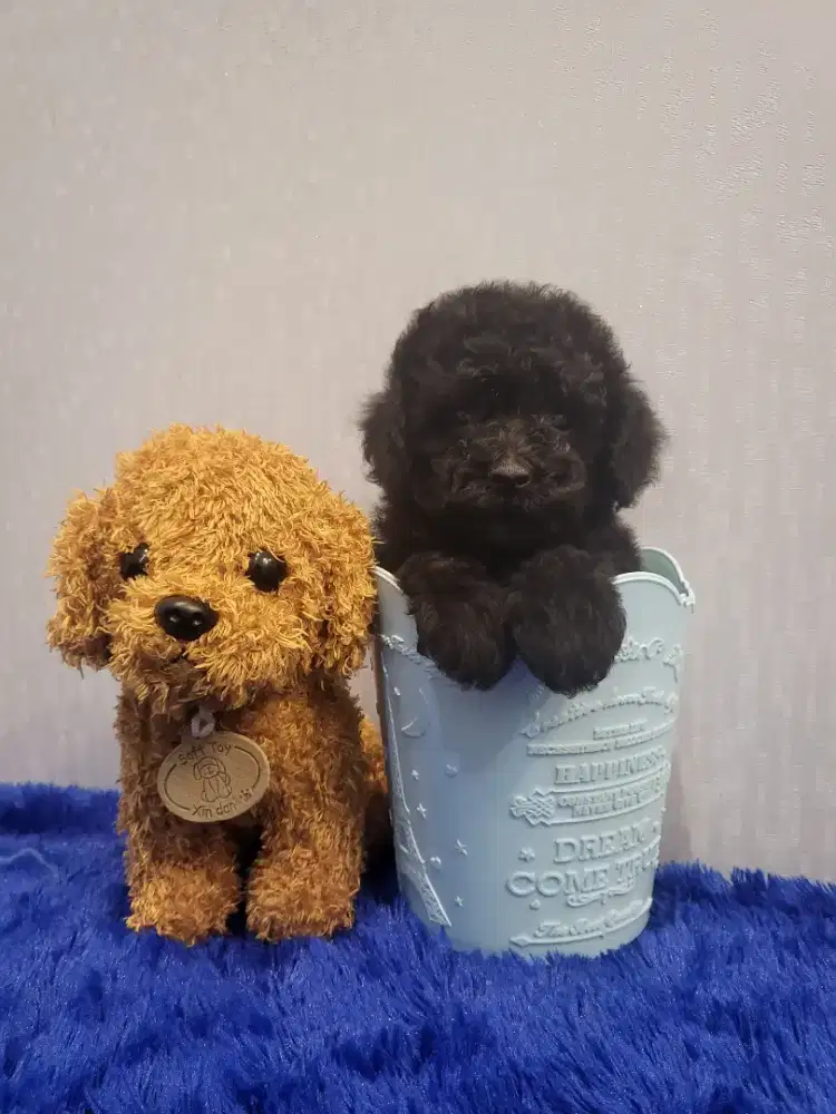 Toy Poodle high quality