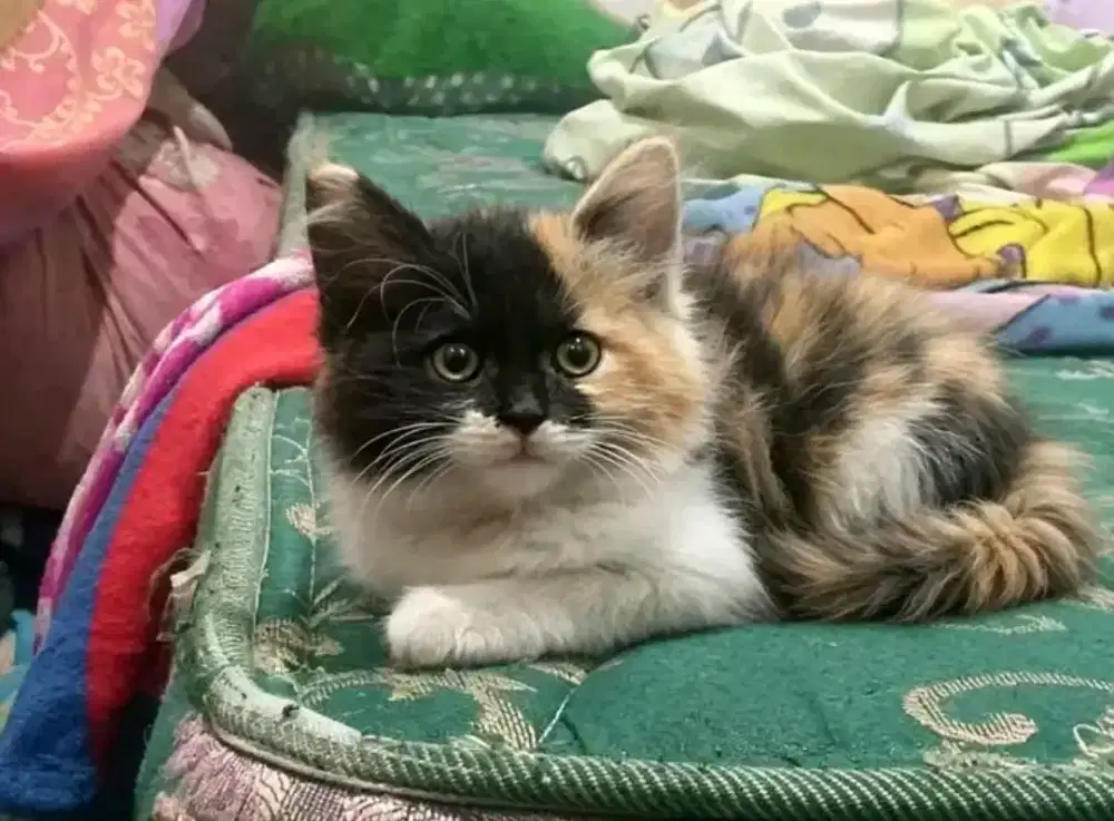 Kucing Persia kitten betina