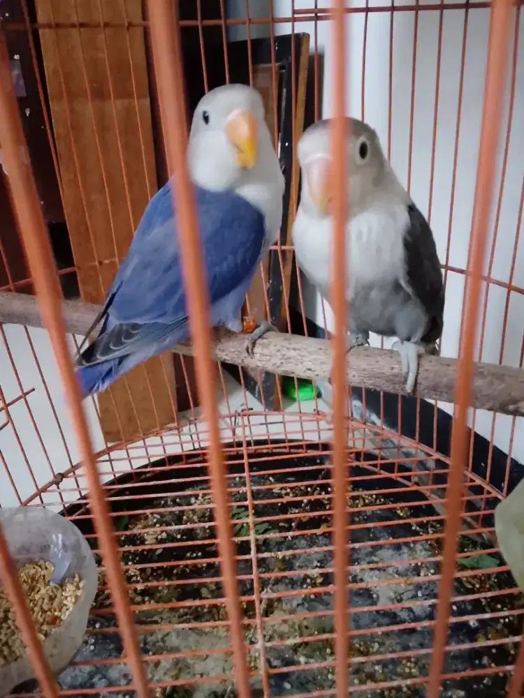 Lovebird sepasang burja