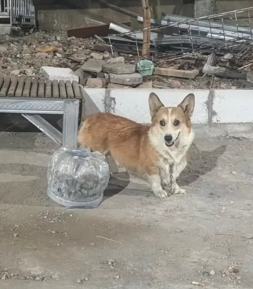 PEMBROKE WELSH CORGI