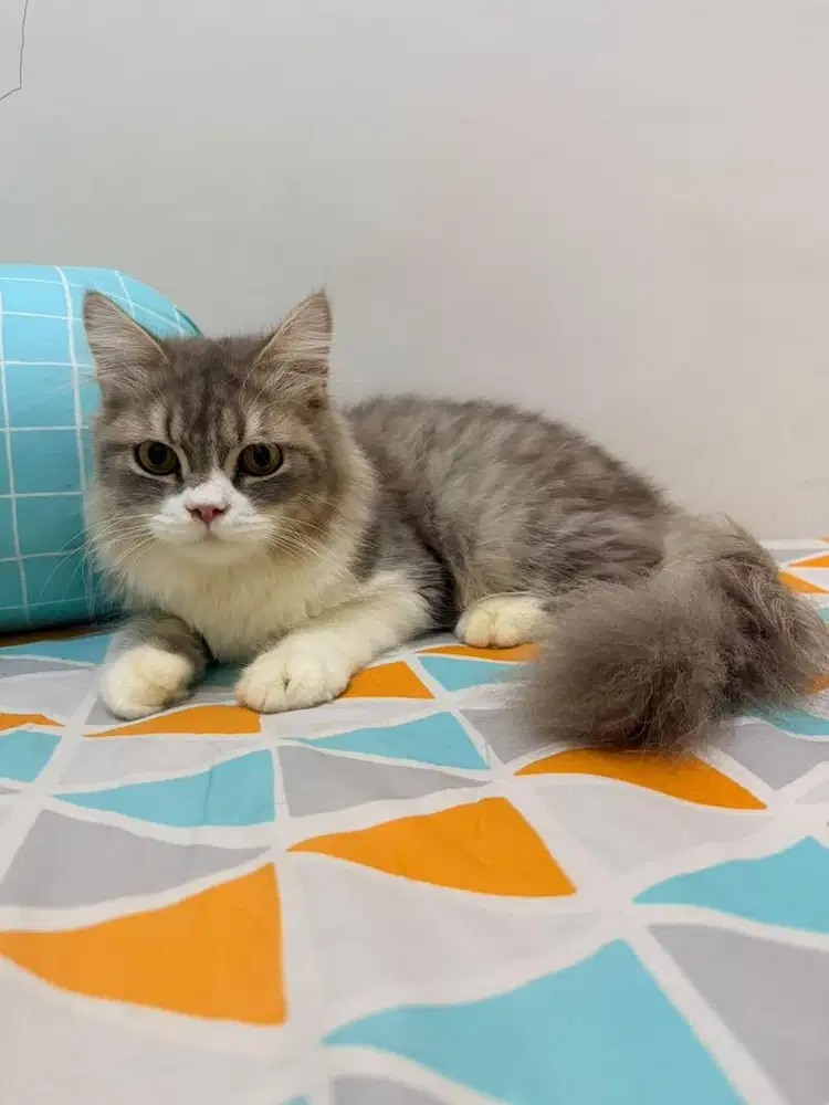 Kucing jantan mix