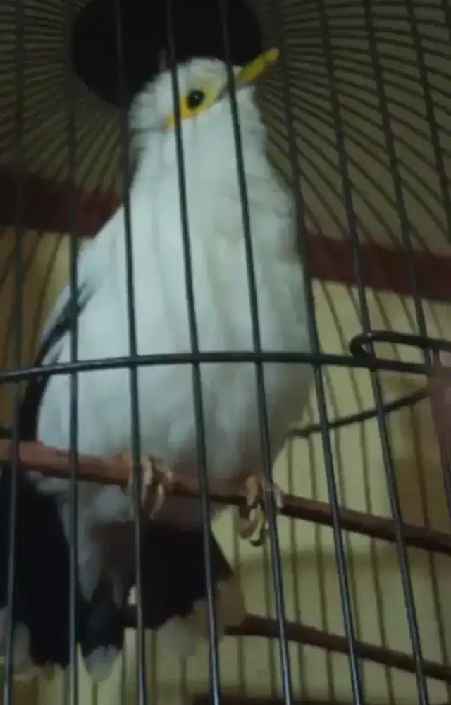 JALAK KAPAS ALIS KUNING GACOR 1 JUTA FULSET KANDANG MASIH CAKEP