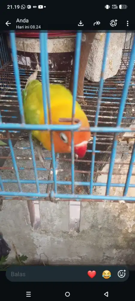 Lovebird pasjo bandangan