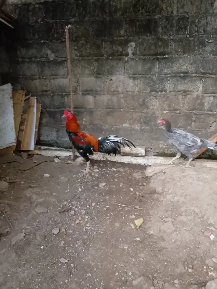 Ayam Bangkok sepasang