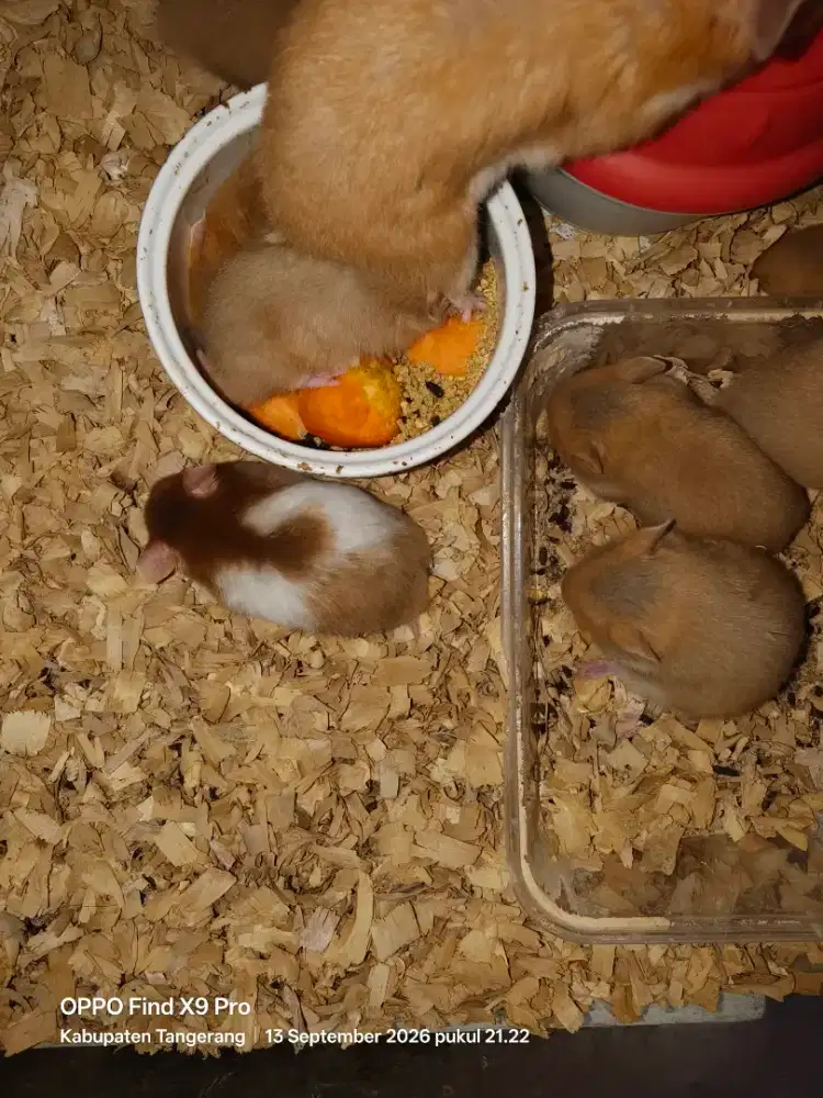 Jual hamster usia 1,5 bulan, ambil banyak dapet harga grosir