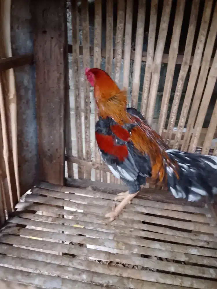 Ayam jago Bangkok