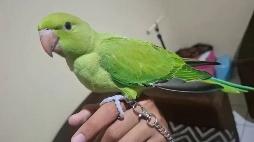 Burung indian ring neck irn green jinak