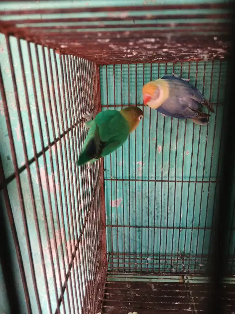 Love bird sepasang