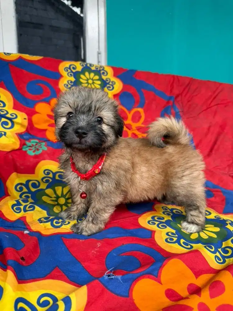 ANAK ANJING SHIHTZU MIX POM 2 BULAN