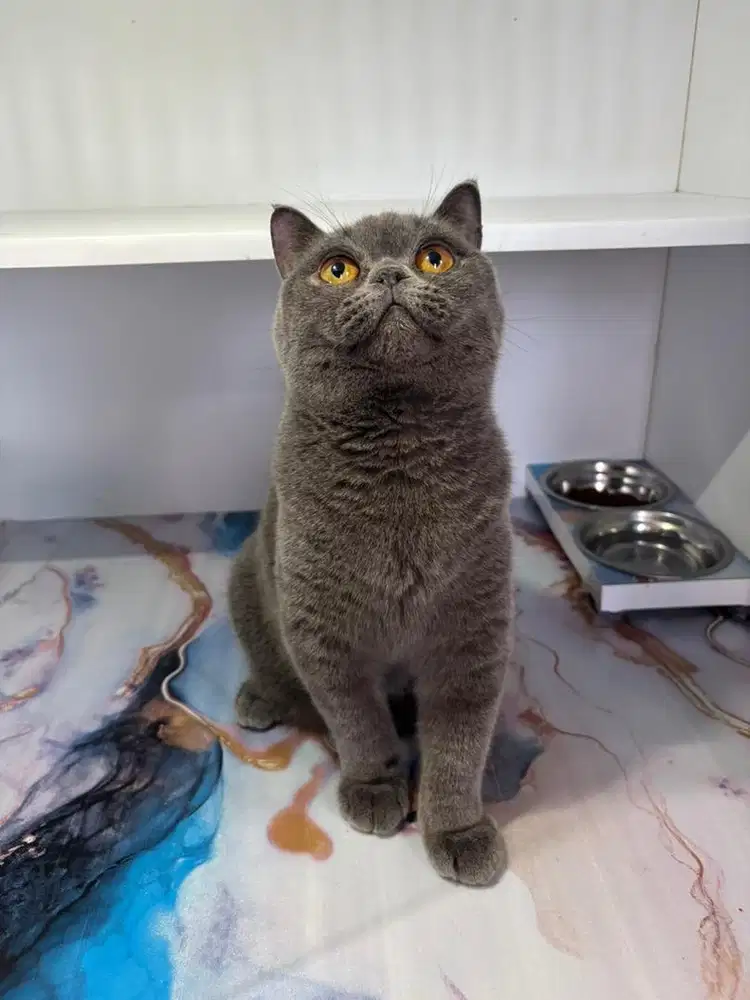 British shorthair betina