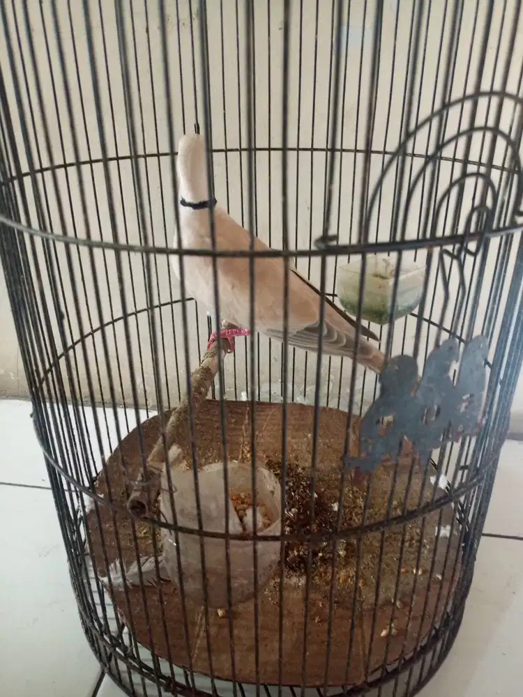 Burung puter kwoak