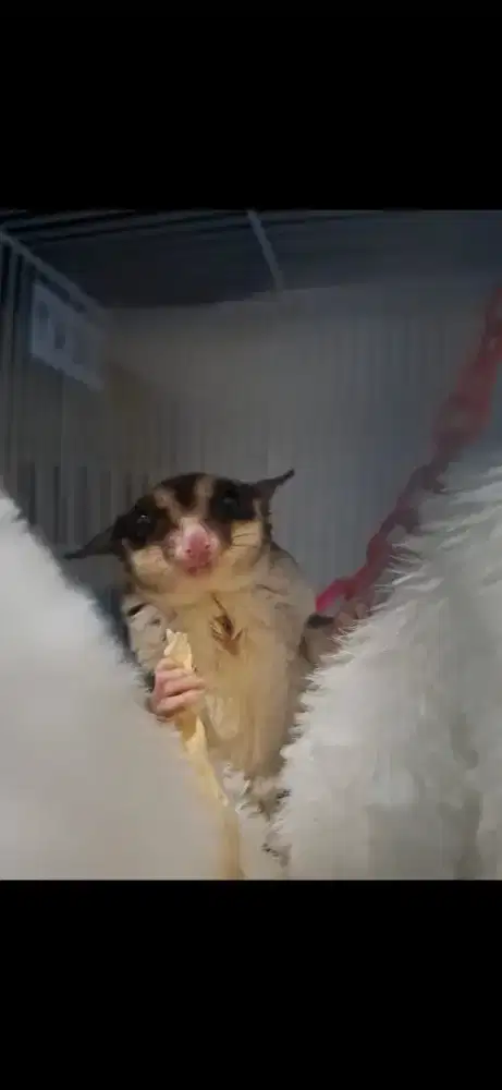 Sugar Glider Jantan