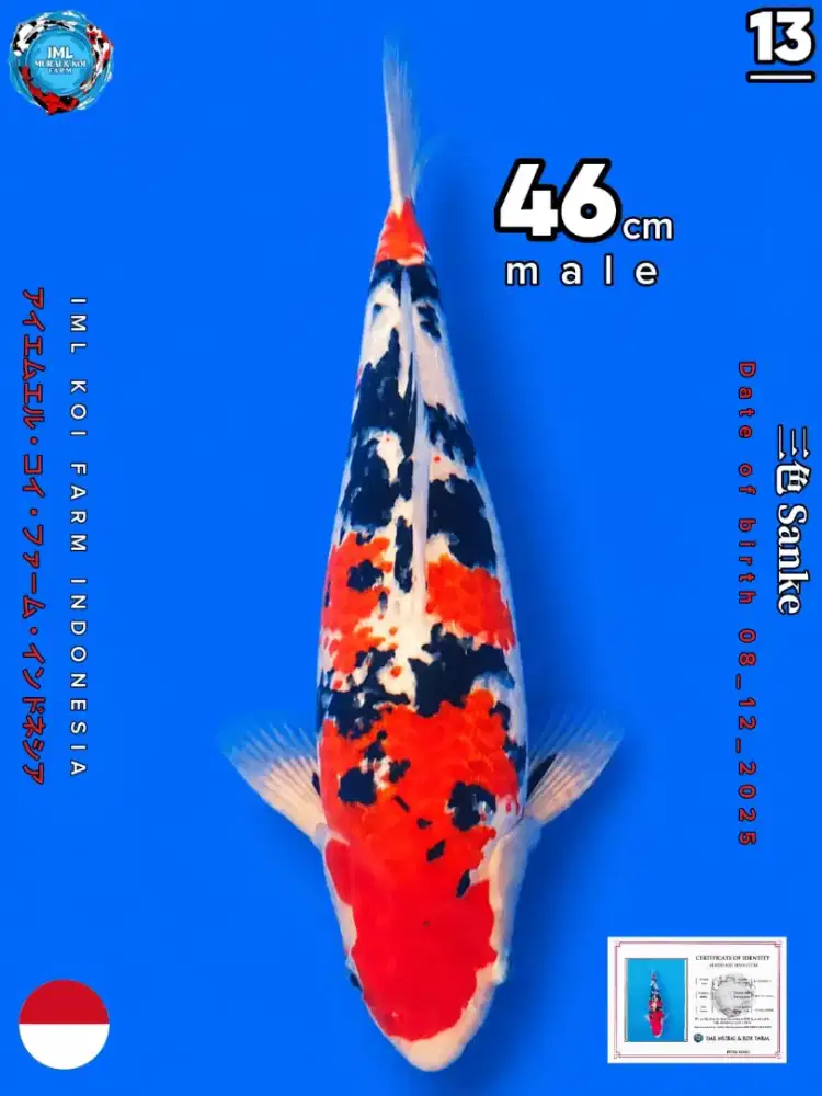 JUAL IKAN KOI SANKE