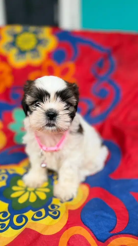 SHIH TZU ASLI  PUPPIES ANAKAN 2 BULAN