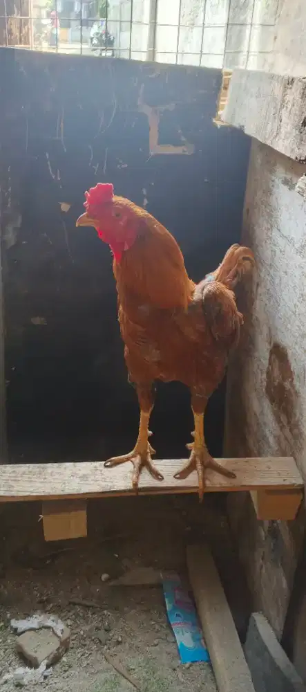 Punya ayam BK mangon usia kurleb 8 bulan