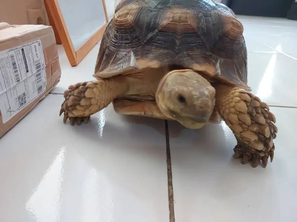 Kura Kura Sulcata Besar 30 CM Sehat Prediksi Betina