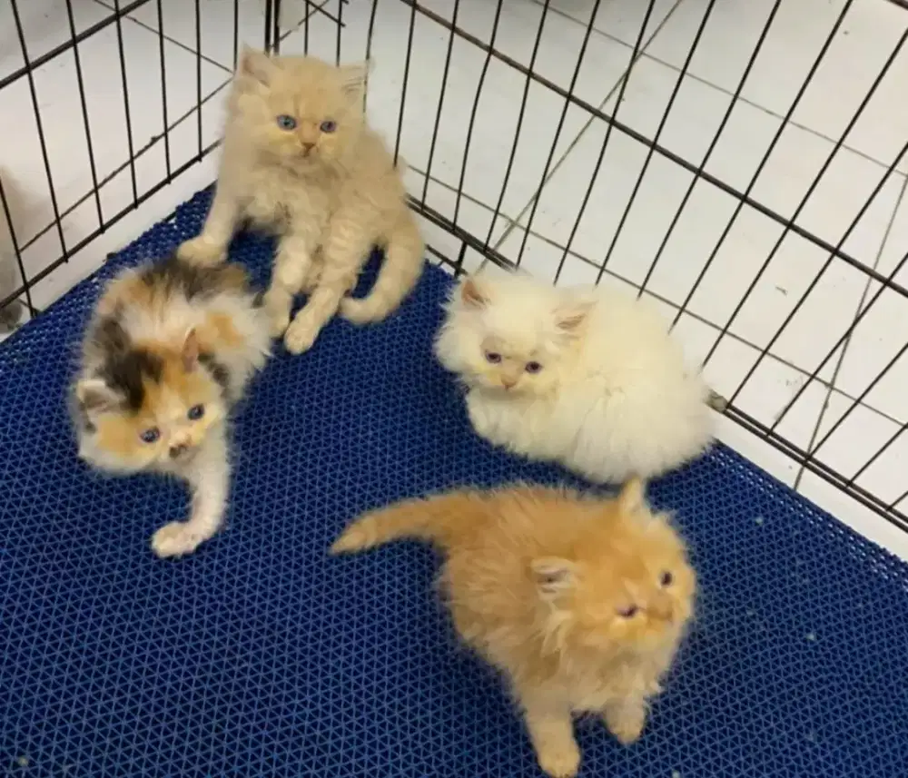 Lepas adopt persia